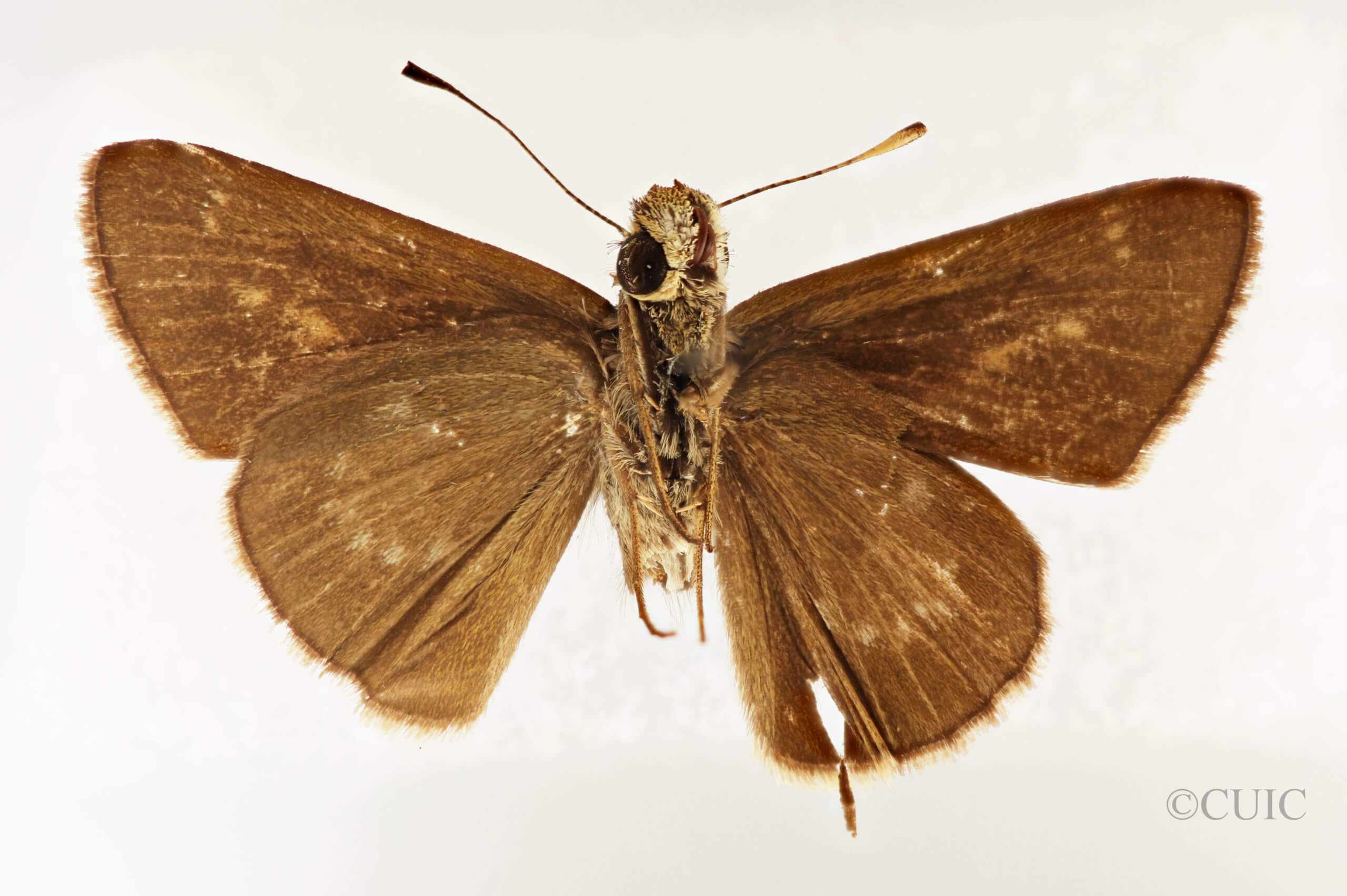 ventral view of adult Mnasilus  guianae