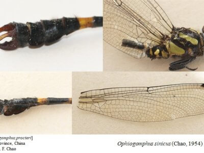 adult Ophiogomphus  Ophiogomphus sinicus