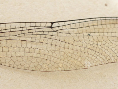 adult Ophiogomphus  Ophiogomphus sinicus