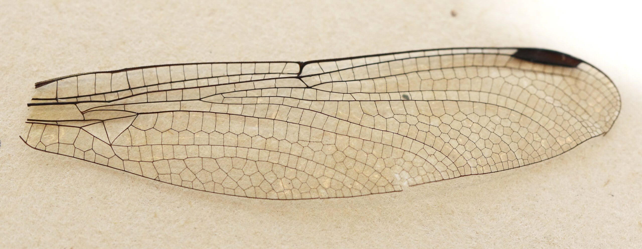 adult Ophiogomphus  Ophiogomphus sinicus