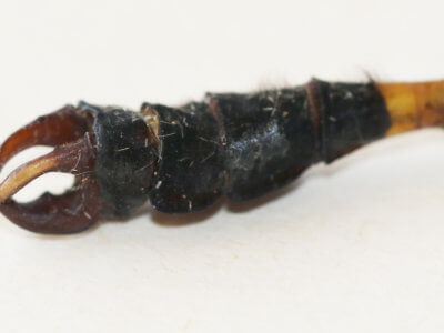 genitalia view of adult Ophiogomphus  Ophiogomphus sinicus