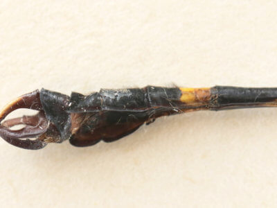 genitalia view of adult Ophiogomphus  Ophiogomphus sinicus