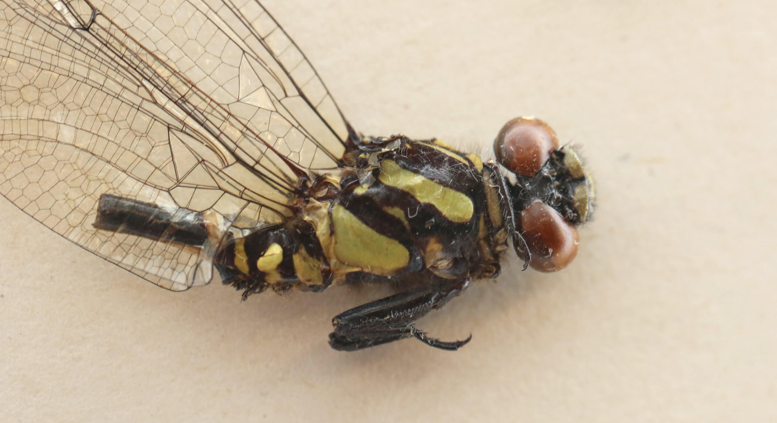 adult Ophiogomphus  Ophiogomphus sinicus
