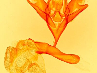 genitalia view of adult Idia americalis