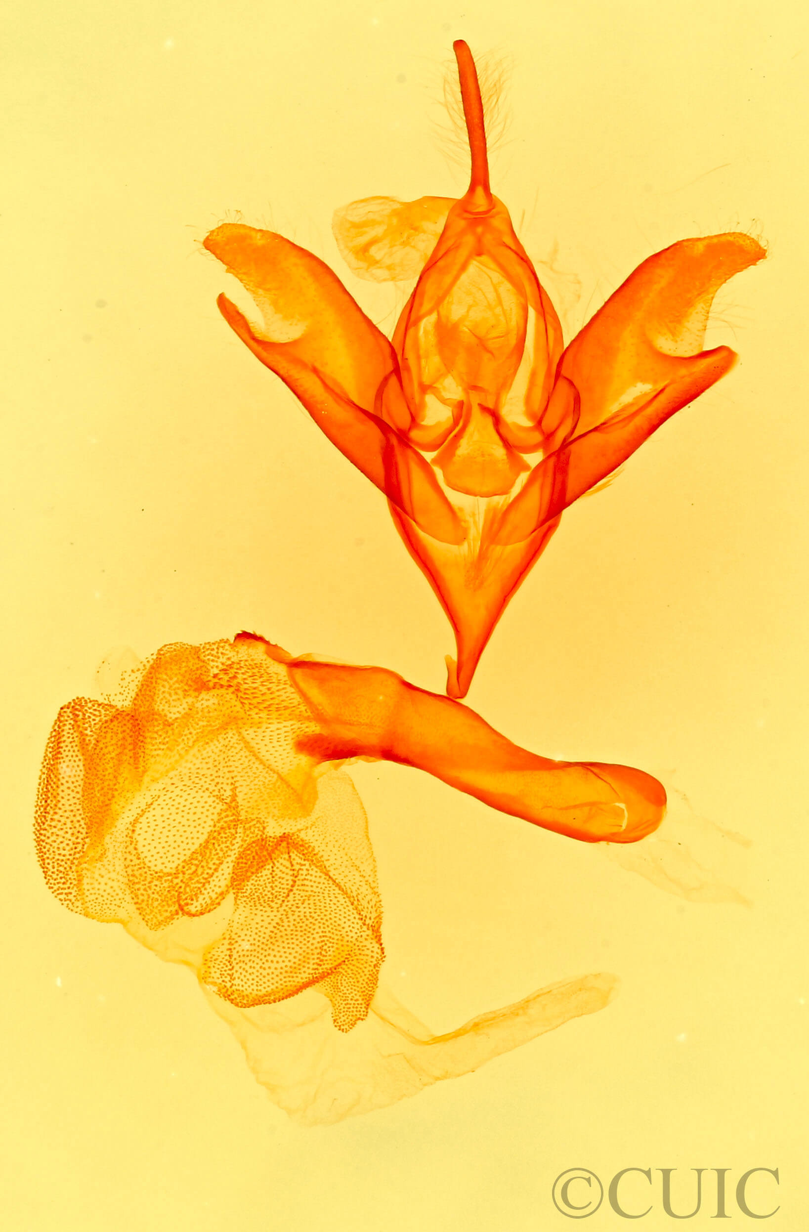 genitalia view of adult Idia americalis