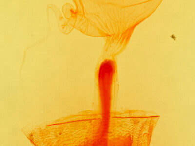 genitalia view of adult Idia americalis