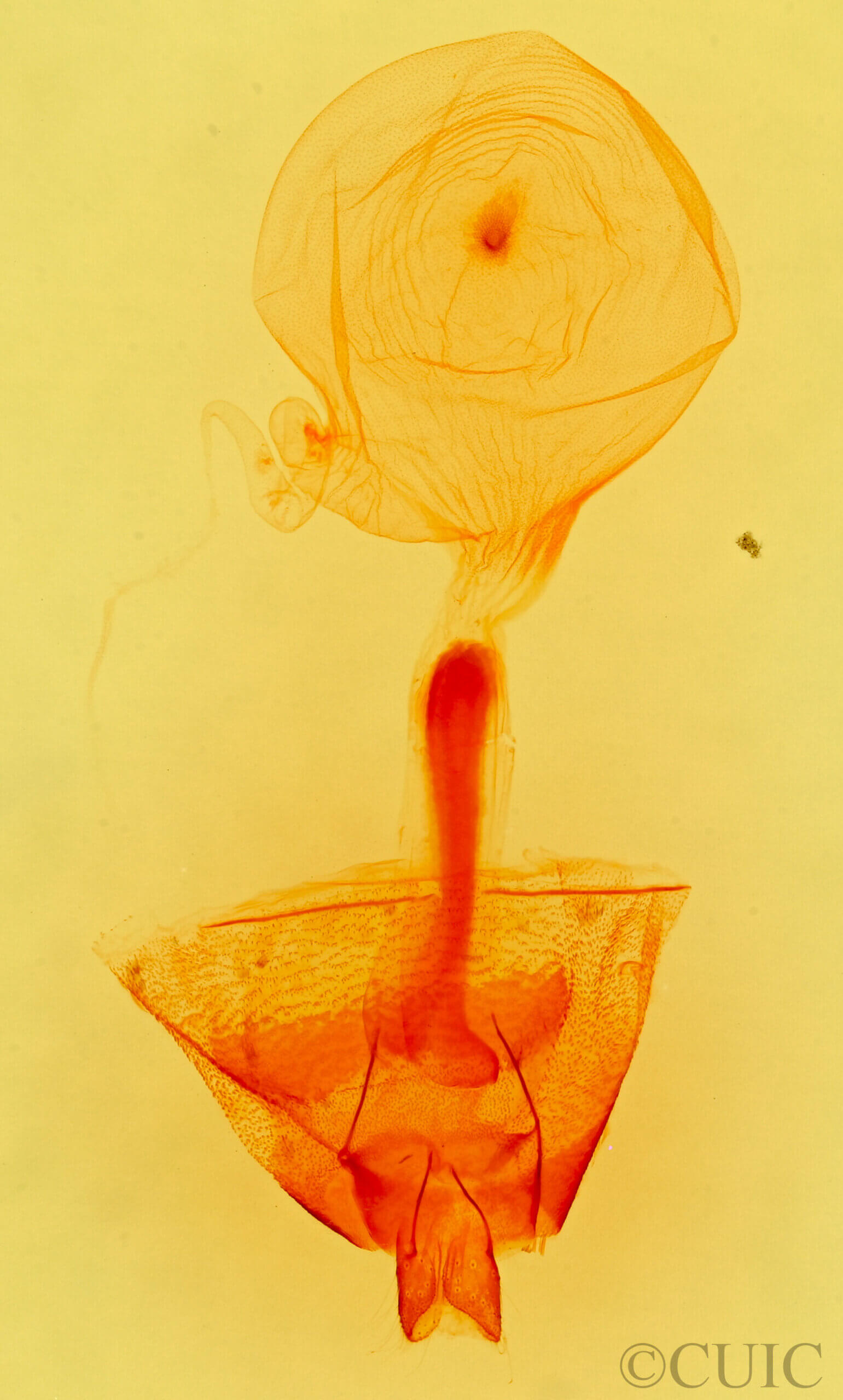 genitalia view of adult Idia americalis