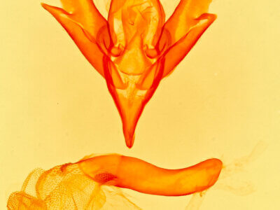 genitalia view of adult Idia americalis