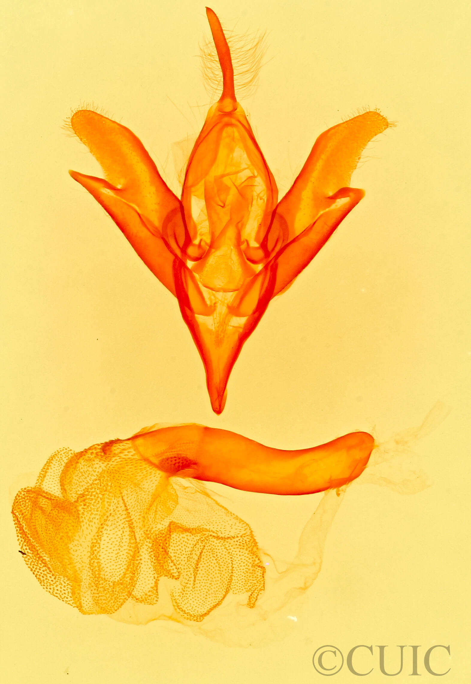 genitalia view of adult Idia americalis