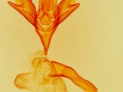 genitalia view of adult Idia amer