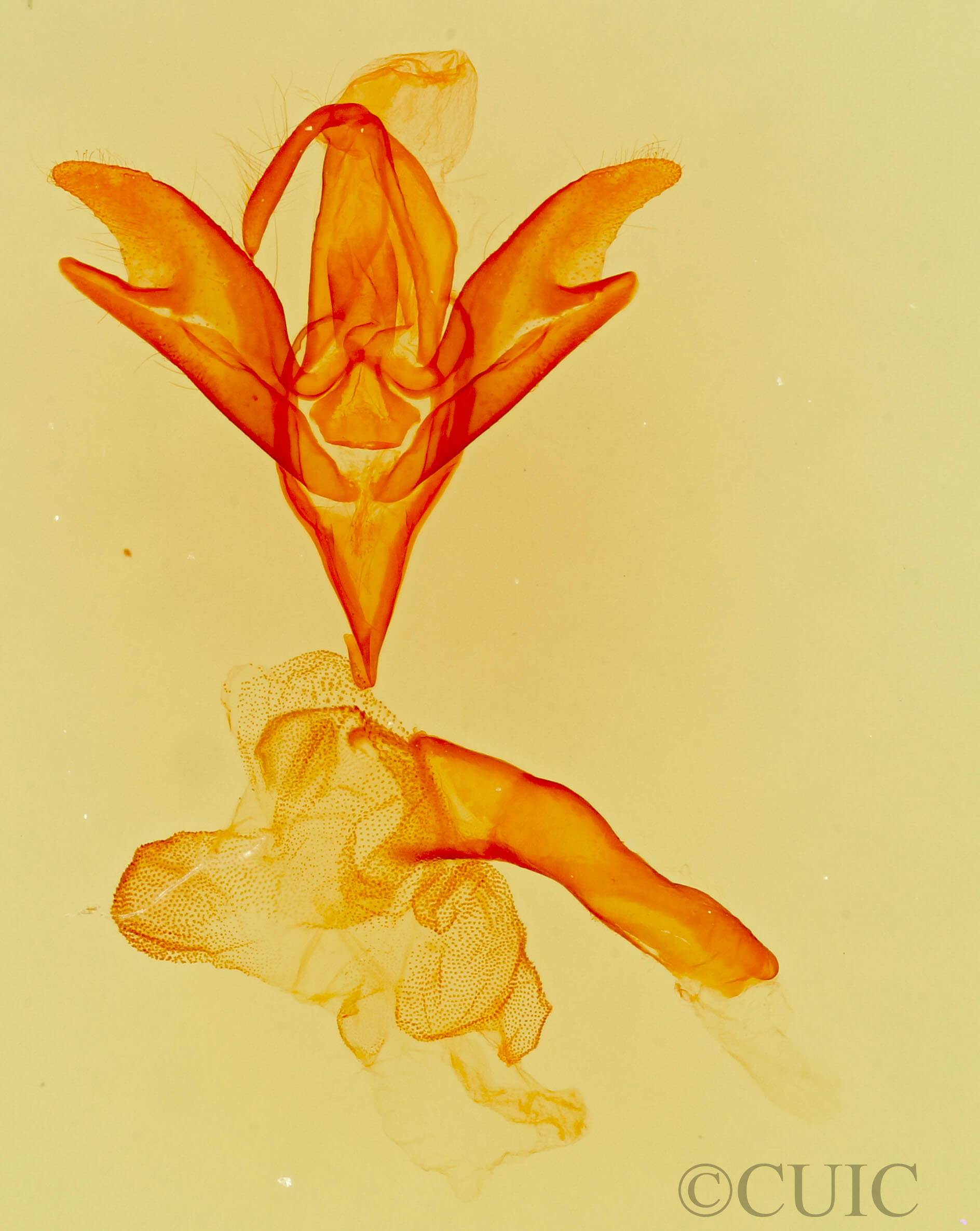 genitalia view of adult Idia amer