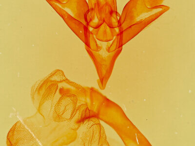 genitalia view of adult Idia americalis