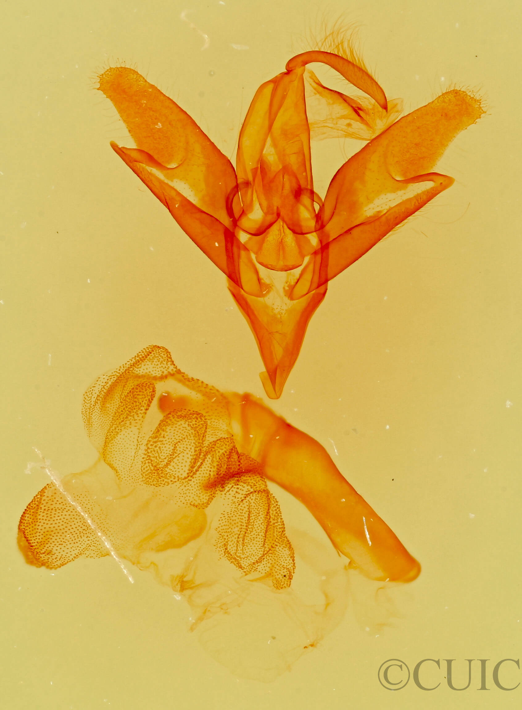 genitalia view of adult Idia americalis