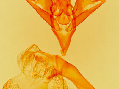 genitalia view of adult Idia americalis