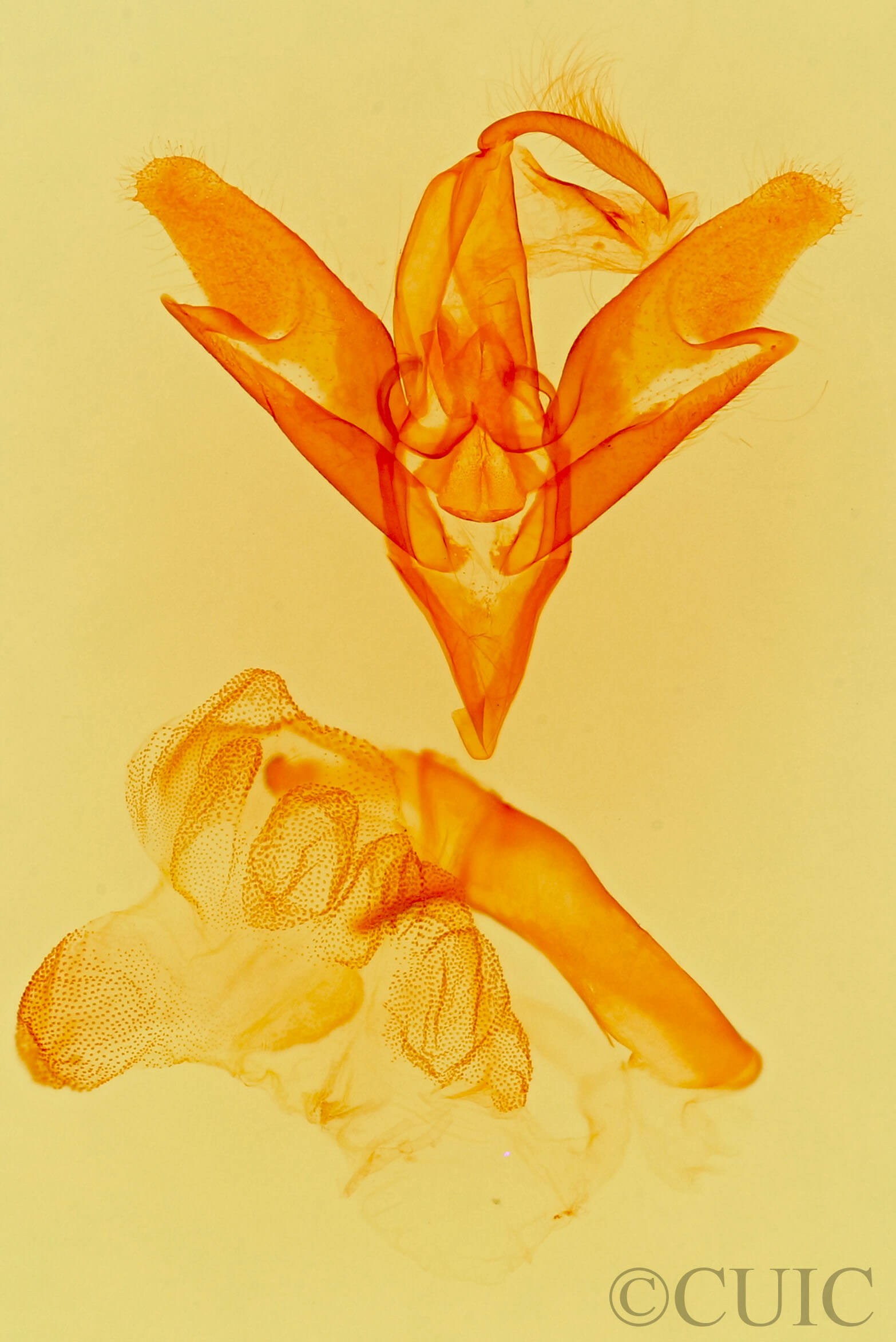 genitalia view of adult Idia americalis