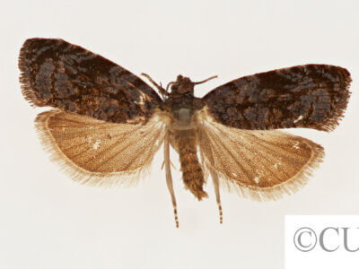 adult Hedya  cyanana