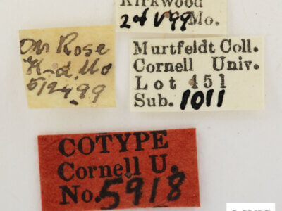 label view of adult Hedya  cyanana