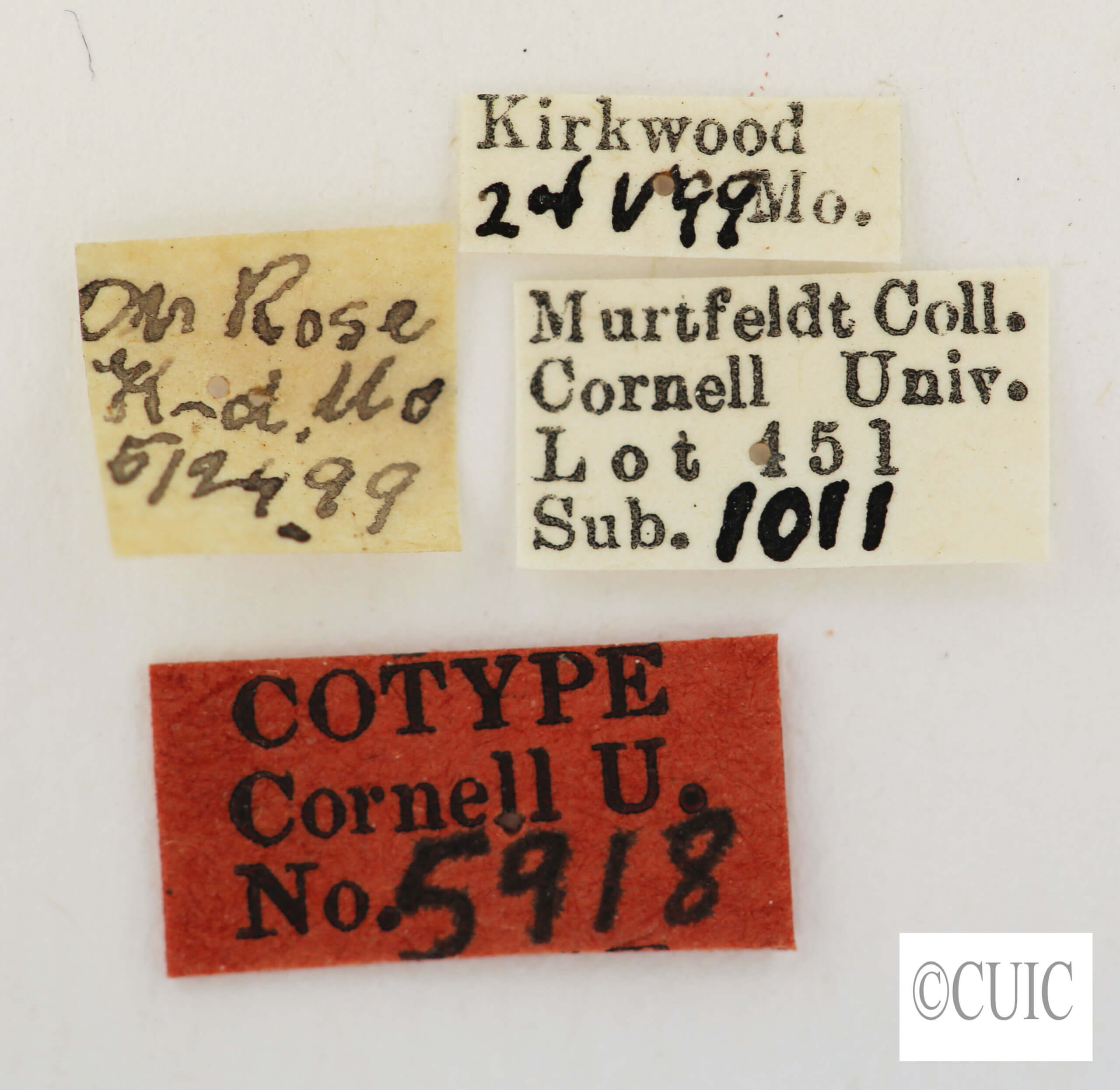 label view of adult Hedya  cyanana