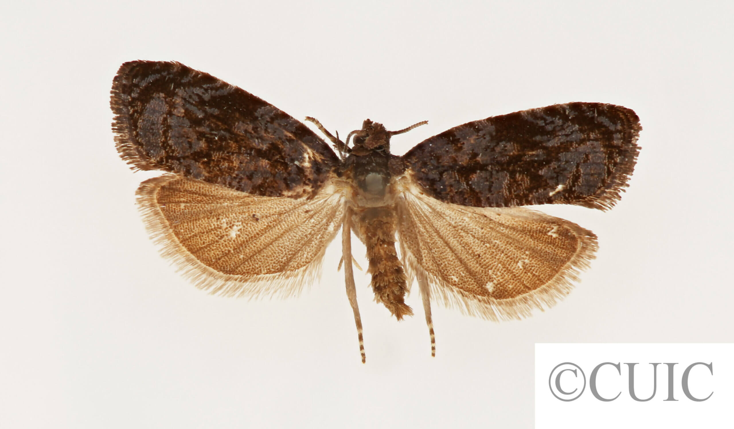 adult Hedya  cyanana