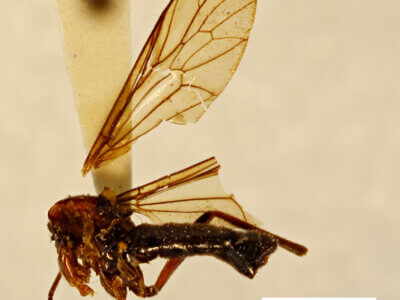 adult Rachicerus  niger