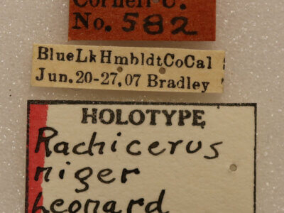 label view of adult Rachicerus  niger