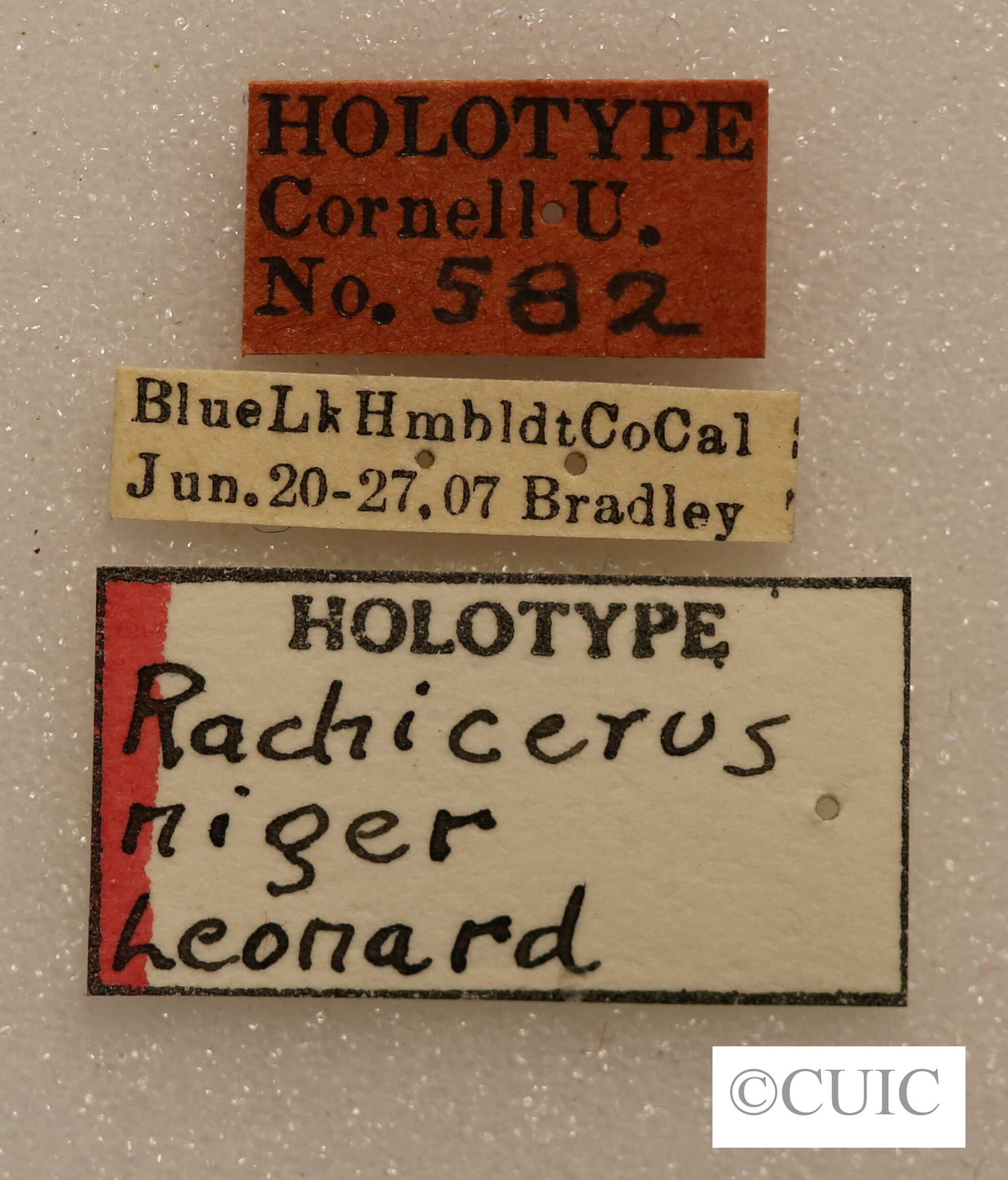 label view of adult Rachicerus  niger