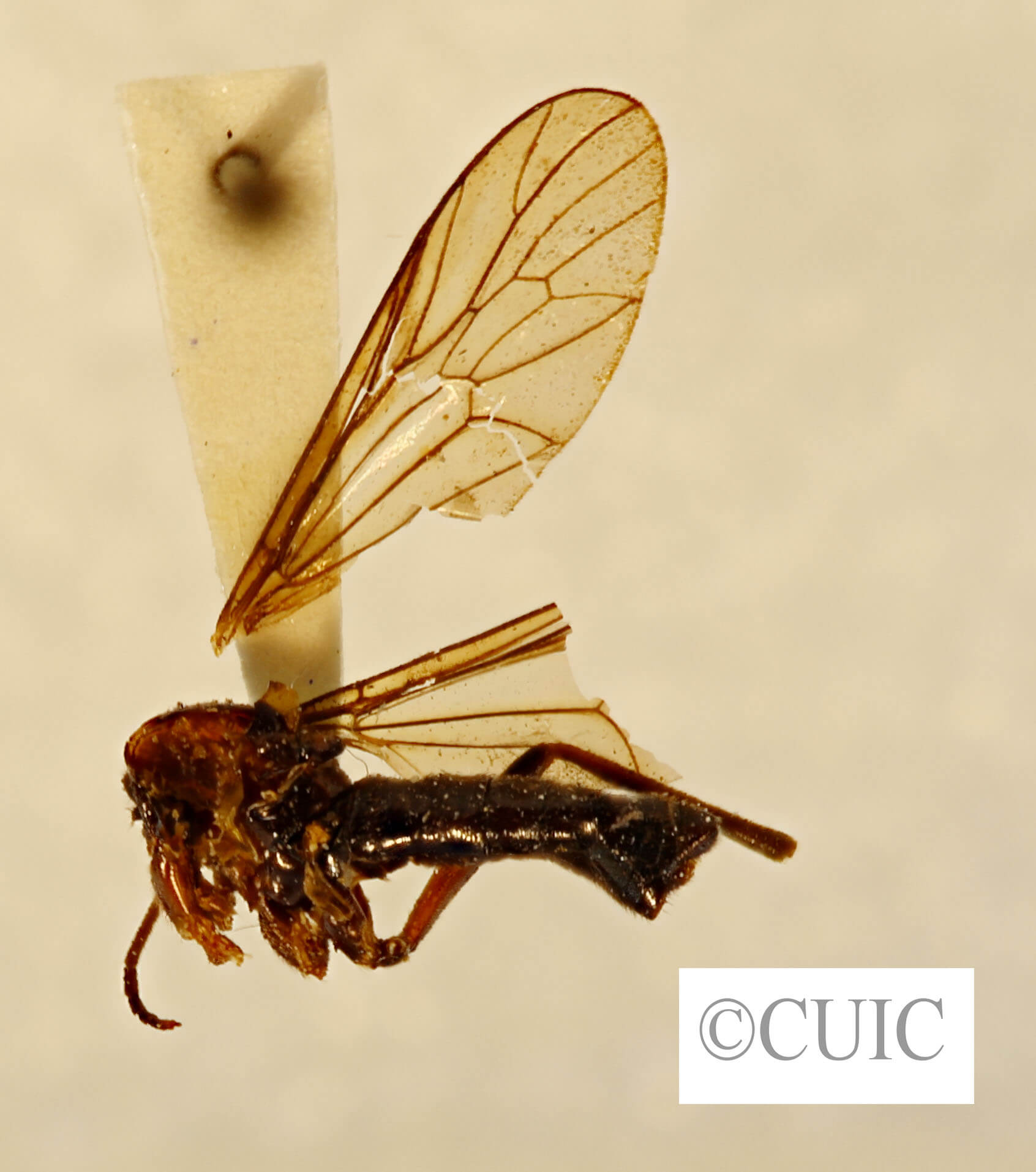 adult Rachicerus  niger