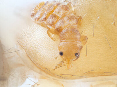 larva Mantispidae sp.