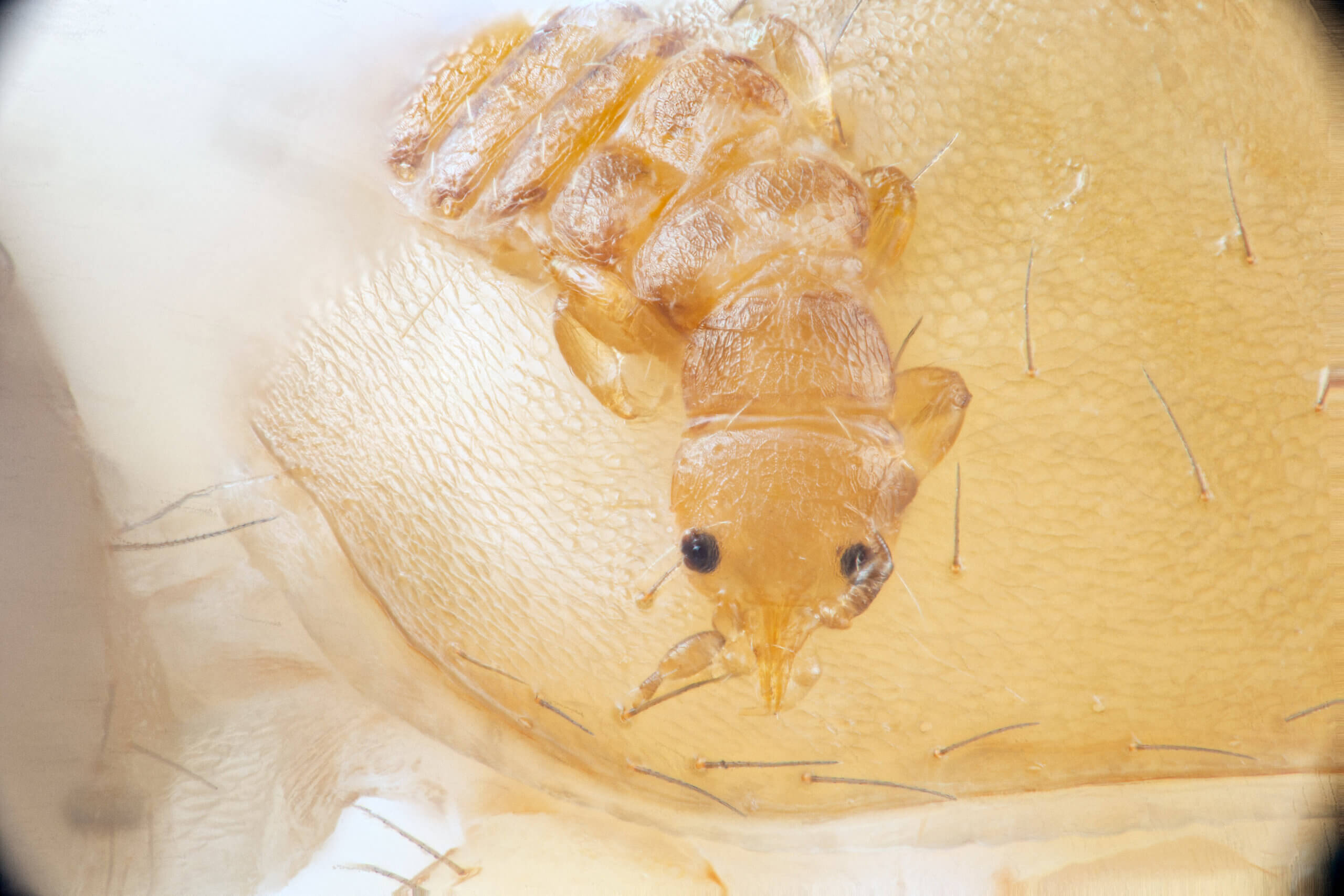 larva Mantispidae sp.