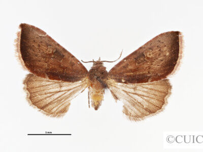 adult Galgula sp.