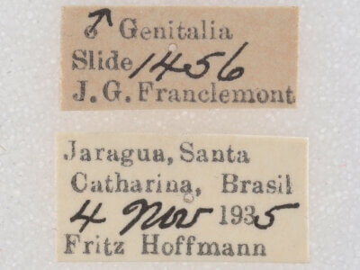 label view of Galgula sp.