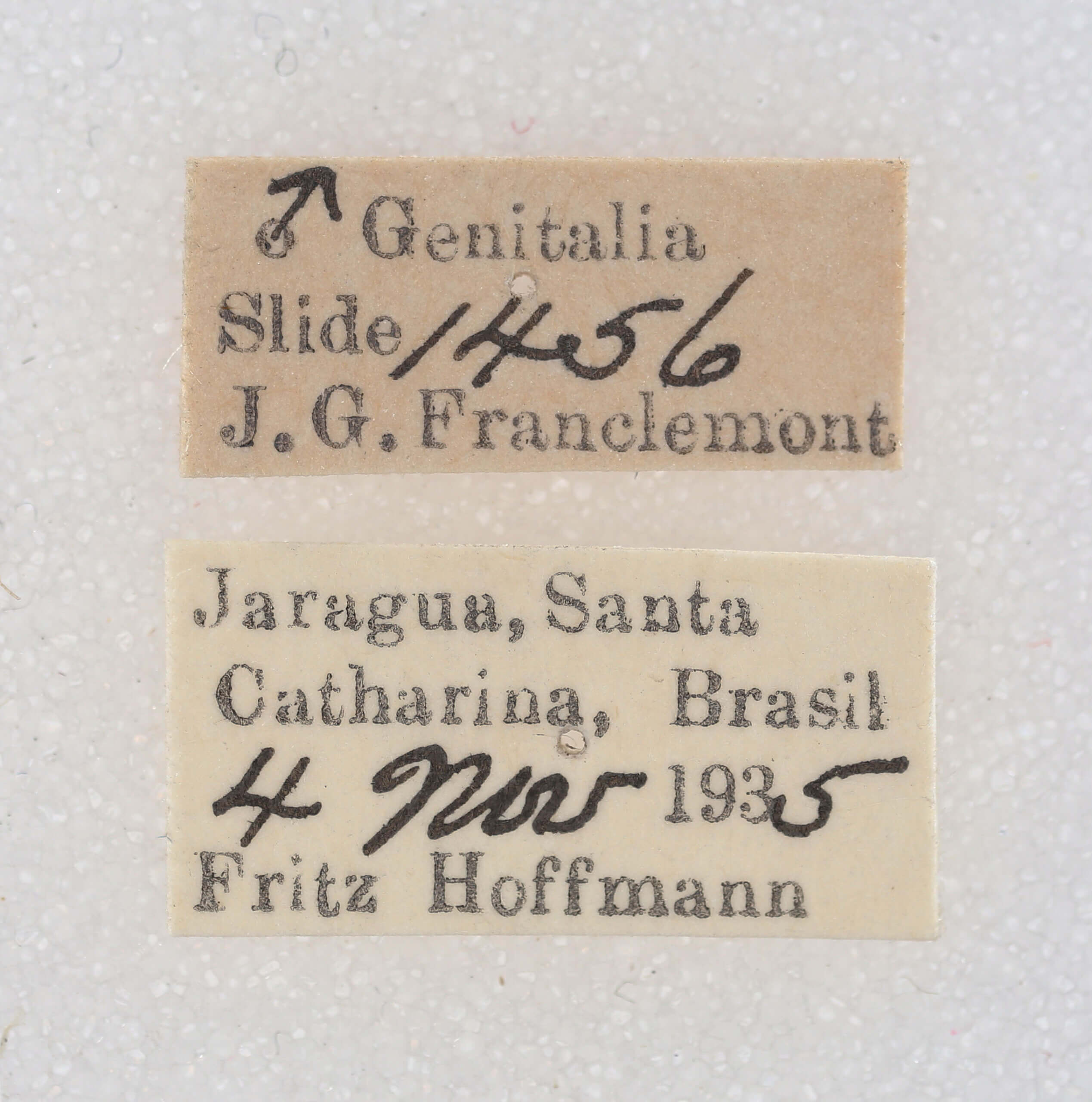 label view of Galgula sp.