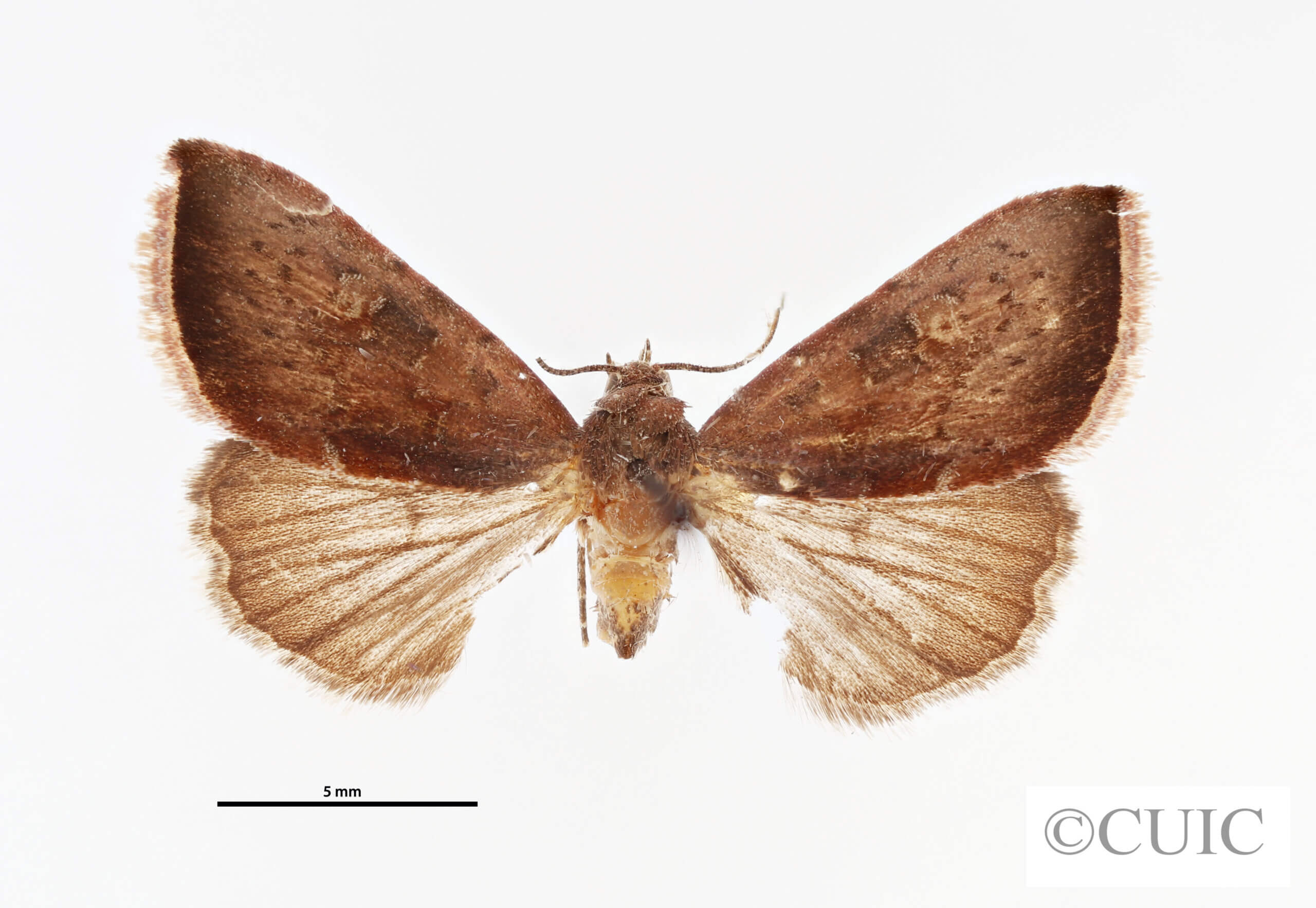 adult Galgula sp.