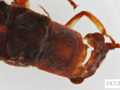 dorsal view of Perla tennina