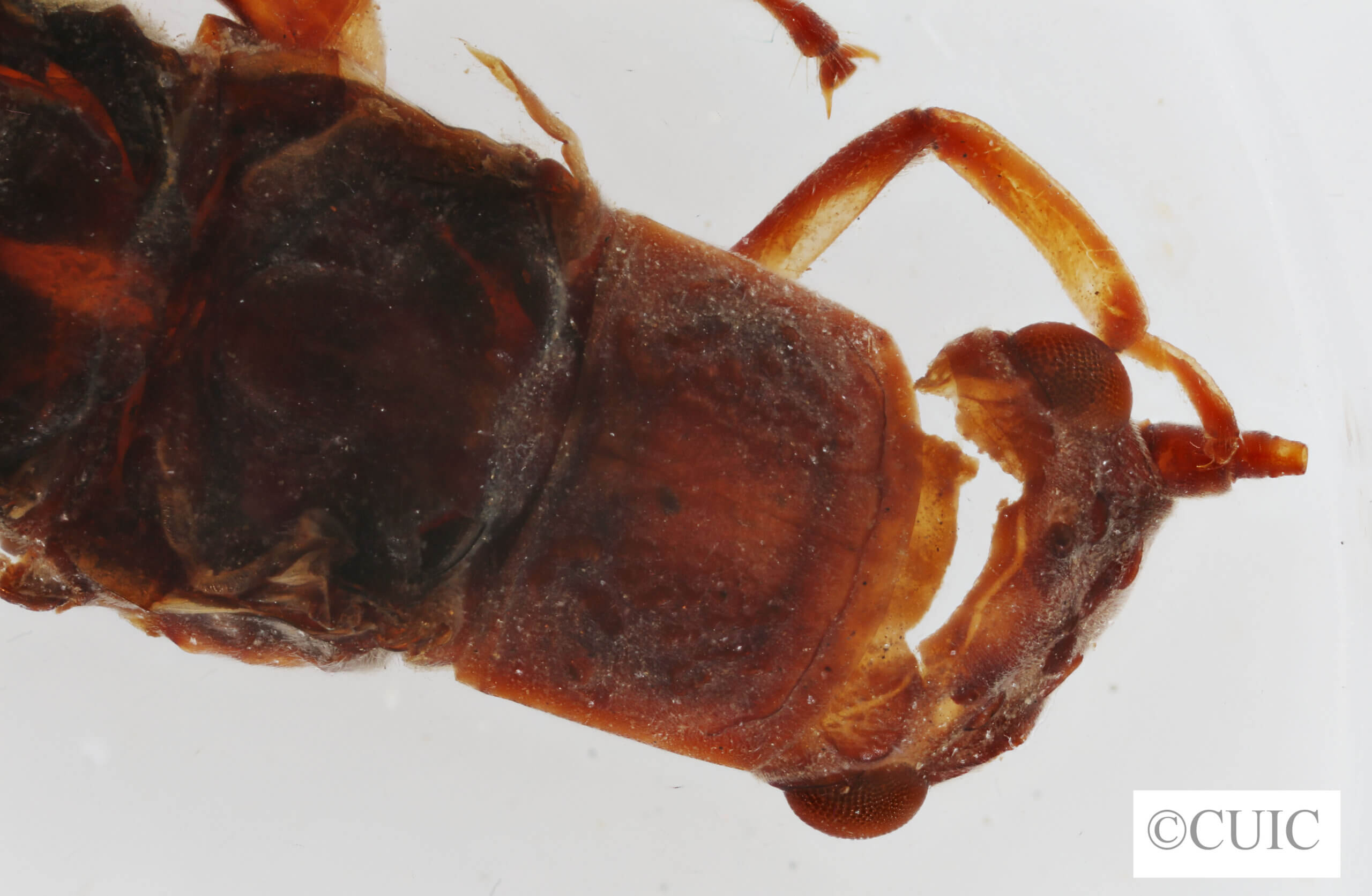 dorsal view of Perla tennina