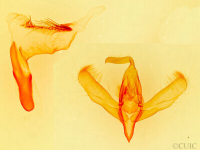 genitalia view of adult Amphipyra pyramidoides