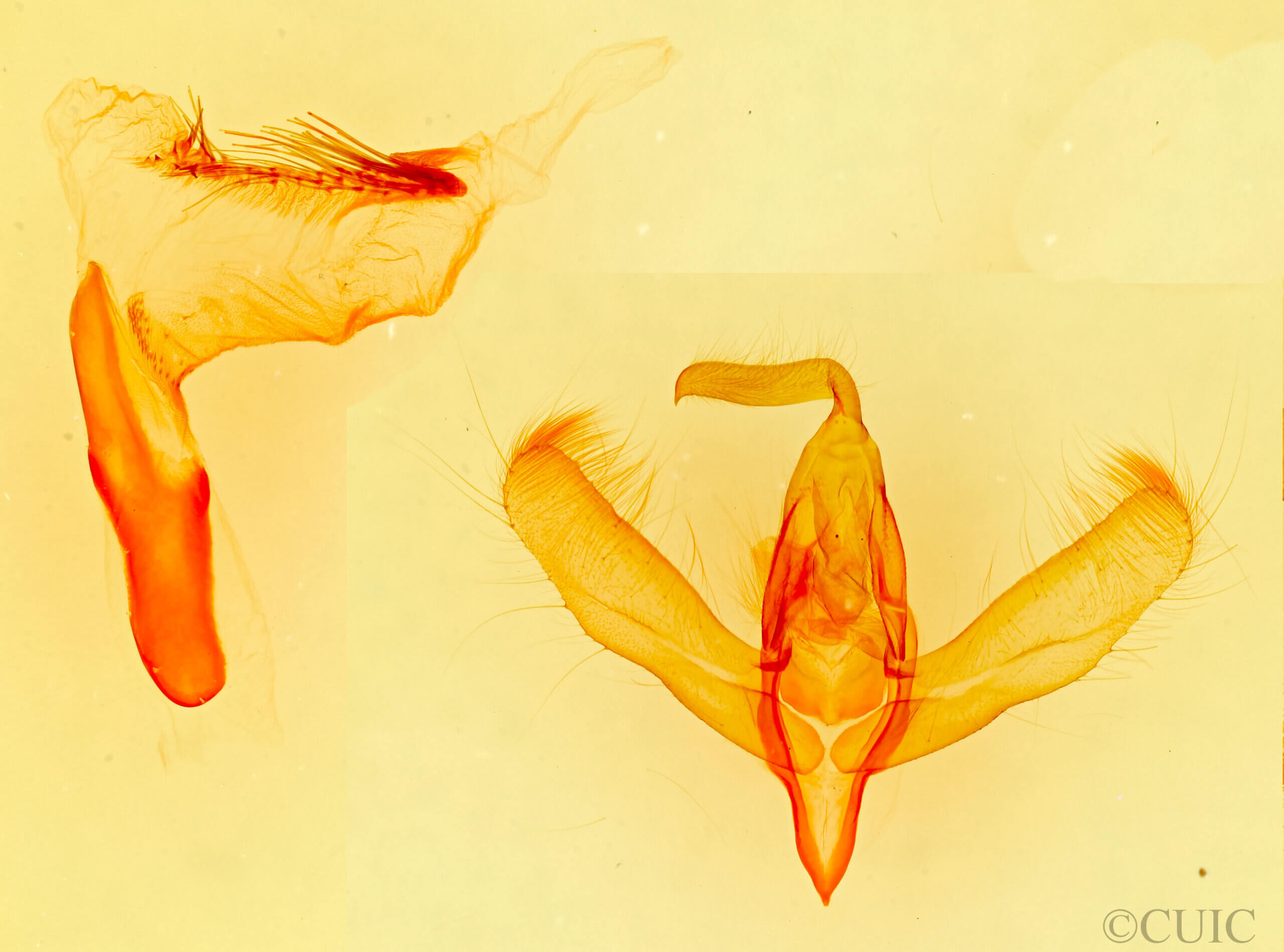 genitalia view of adult Amphipyra pyramidoides