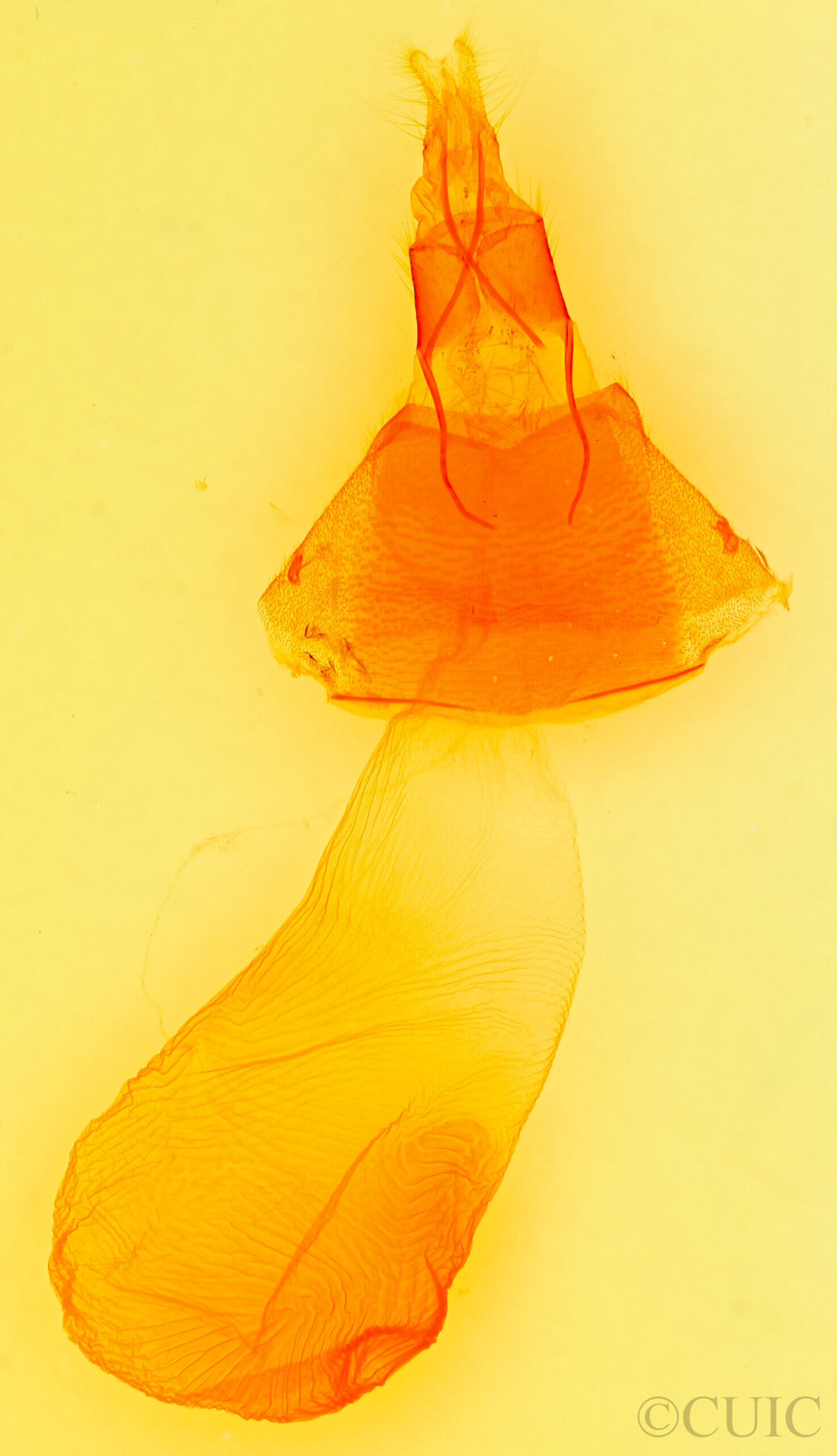 genitalia view of adult Amphipyra pyramidoides