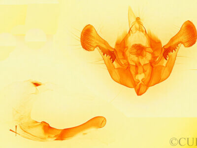 genitalia view of adult Mesapamea arbora