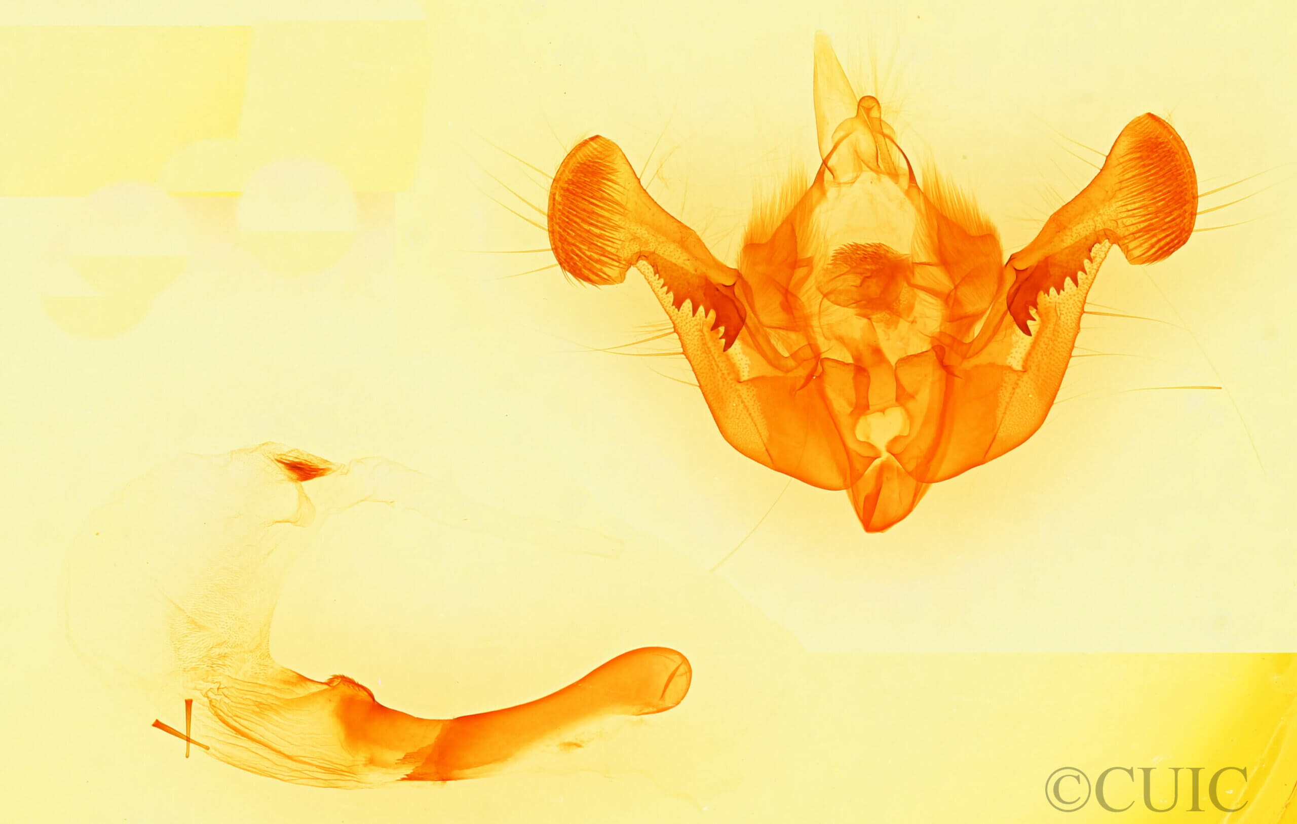 genitalia view of adult Mesapamea arbora