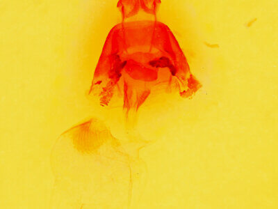 genitalia view of adult Mesapamea arbora