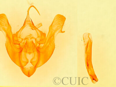 genitalia view of adult Mesapamea arbora