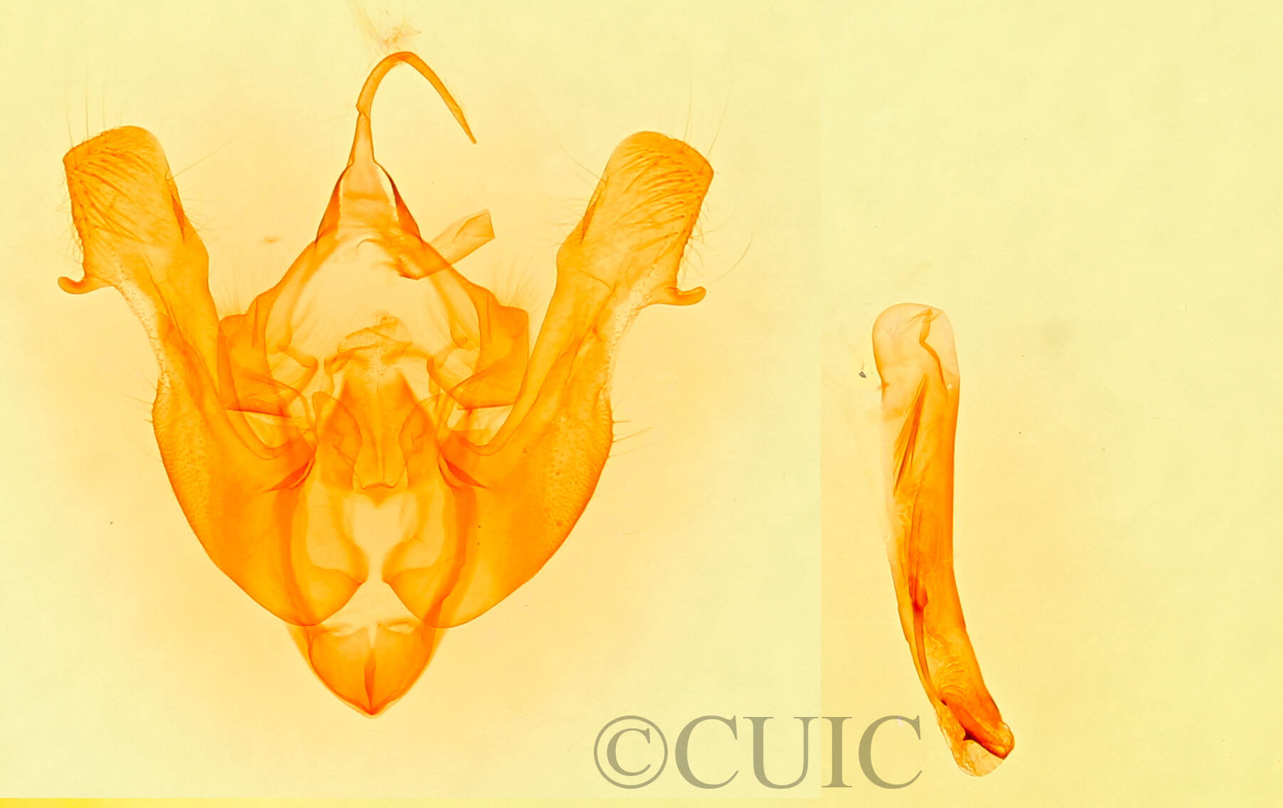 genitalia view of adult Mesapamea arbora