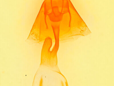 genitalia view of adult Mesapamea arbora