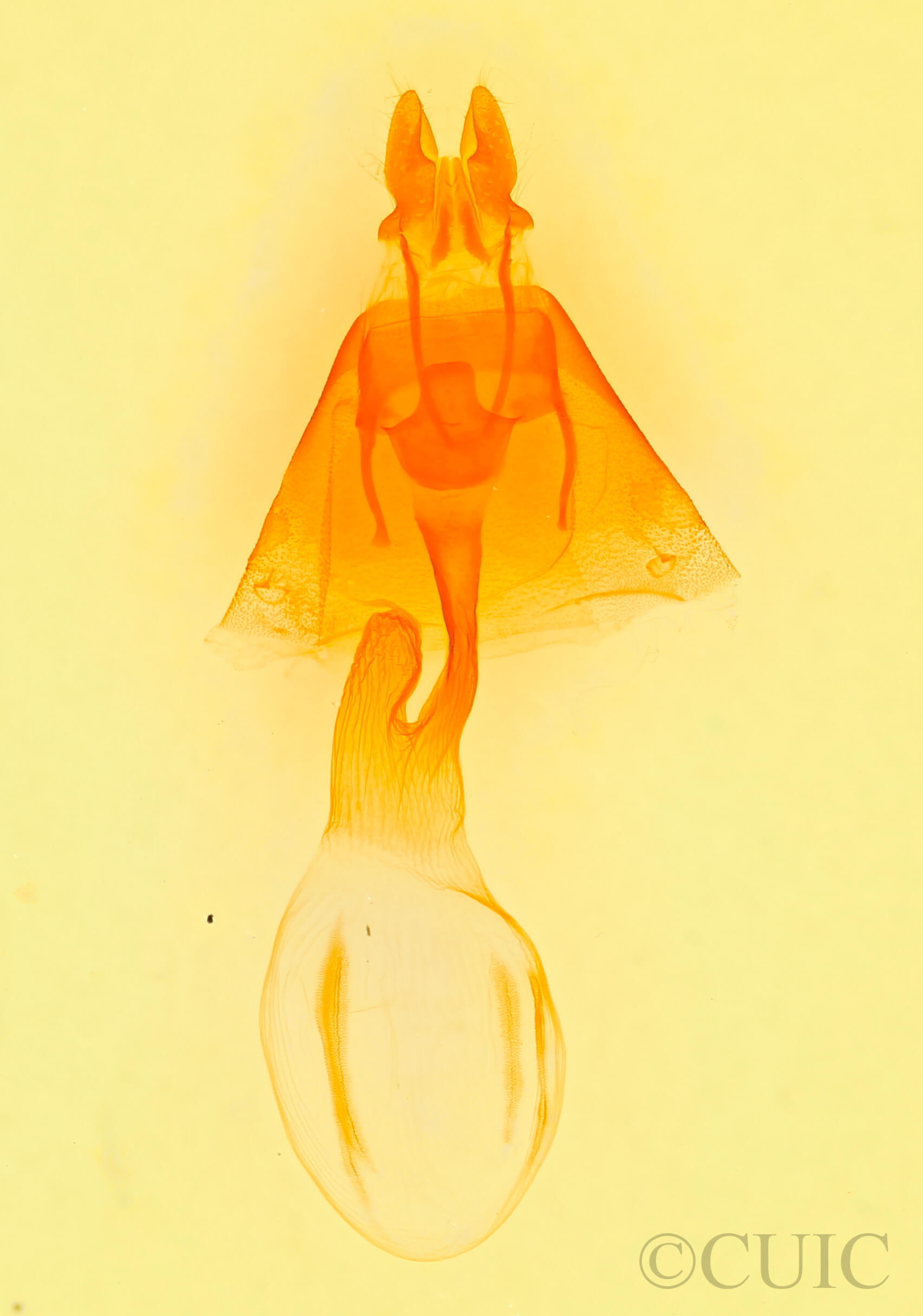 genitalia view of adult Mesapamea arbora