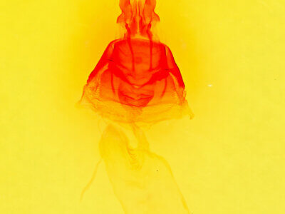 genitalia view of adult Mesapamea fractilinea