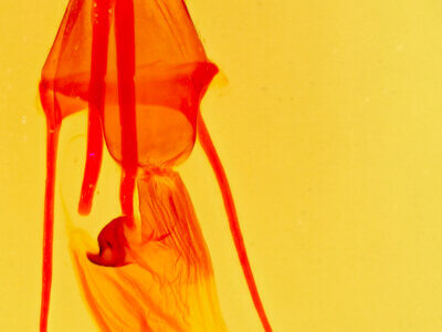 genitalia view of adult Plagiomimicus