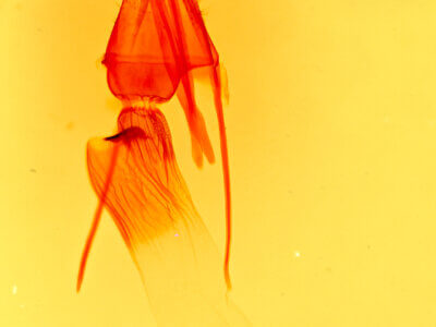 genitalia view of adult Plagiomimicus