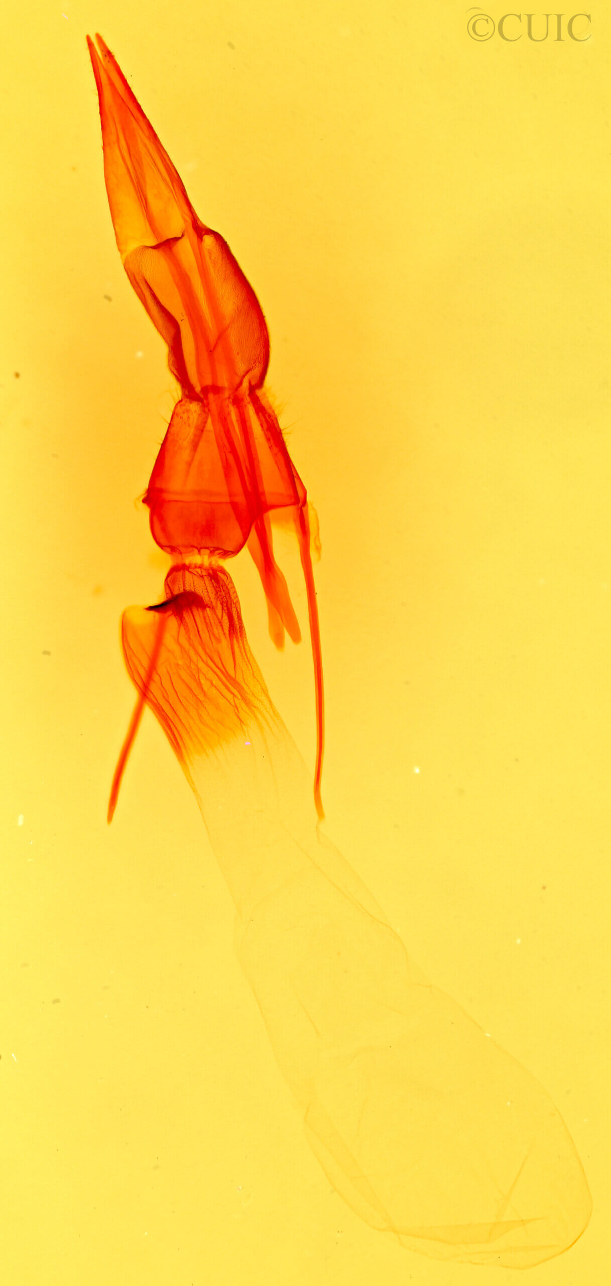genitalia view of adult Plagiomimicus