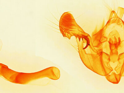 genitalia view of adult Mesapamea fractilinea